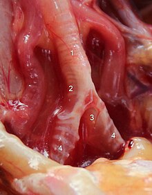 foto de uma siringe de uma galinha, mostrando a forma em tripé formada pela traqueia, membranas timpaniformes e brônquios.
