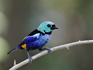 <span class="mw-page-title-main">Seven-colored tanager</span> Species of bird