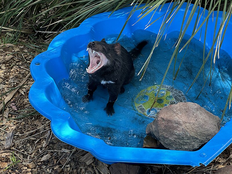 File:Tasmanian devil yawning in a pool.jpg