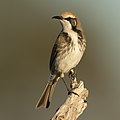 Tawny-crowned Honeyeater (Gliciphila melanops melanops), Maddens Plains, New South Wales, Australia