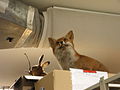 Un renard dans les réserves du Centre de conservation d’Histoire Naturelle Muséum Cuvier de Montbéliard.
