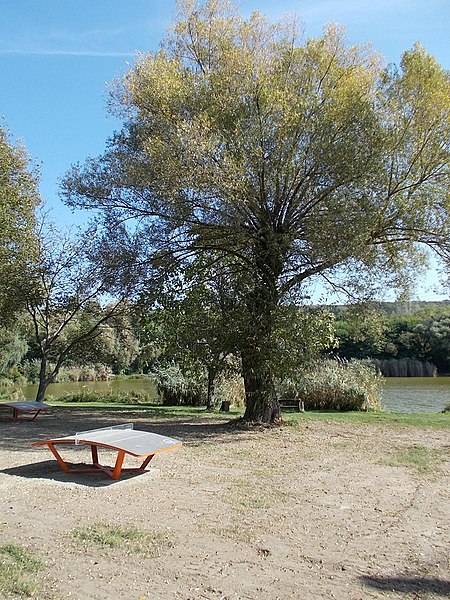 File:Teqball, tree and lake, 2020 Fót.jpg