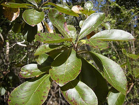 ไฟล์:Terminalia foliage.jpg