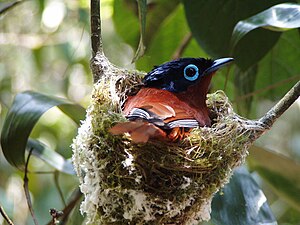 Мадагаскарский яйценосный дрозд лат madagascar ovum turdi