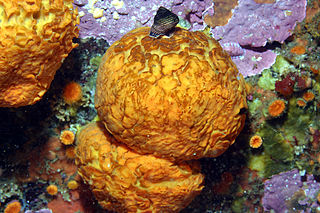 <i>Tethya aurantium</i> Species of sponge