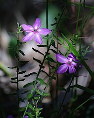 Tetratheca hirsuta — витка рослина
