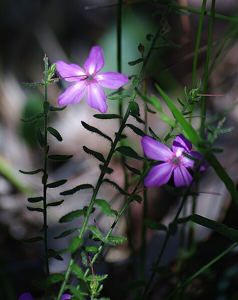 File:Tetratheca hirsuta gnangarra.JPG