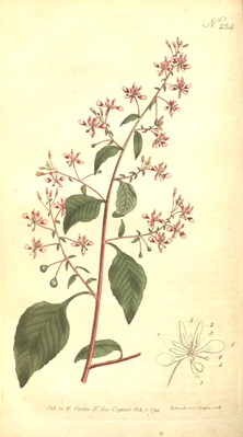 The Botanical Magazine, Plate 254 (Volume 8, 1794) .png