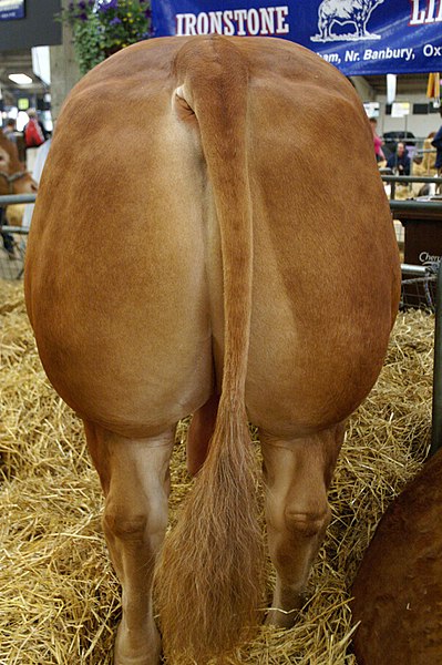 File:The back end of a Limousin (3715889585).jpg