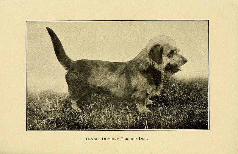 File:The dog in health, accident, and disease (6959851348).jpg