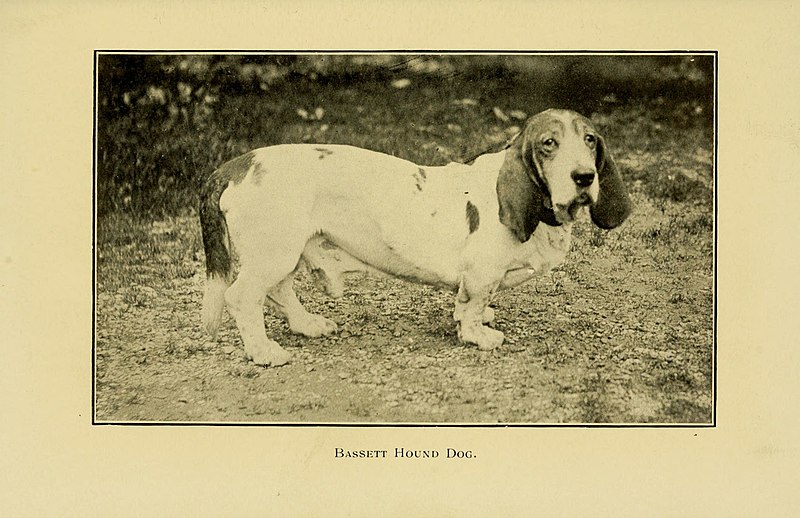 File:The dog in health, accident, and disease (7105915537).jpg