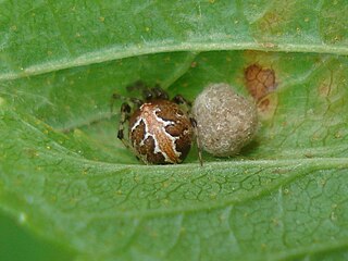 <i>Theridion pictum</i> Species of spider