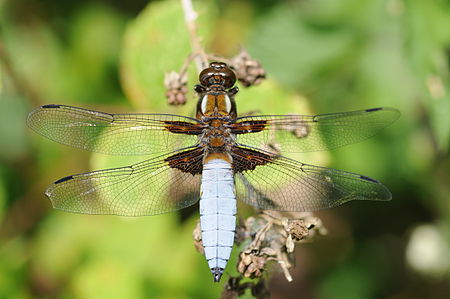 ไฟล์:Thomas Bresson - Libellula depressa-6 (by).jpg