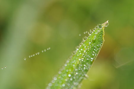 Dew droplets on spider web