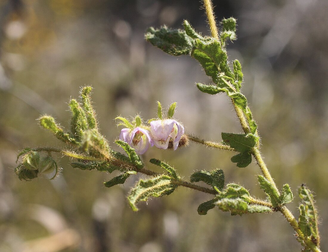 Thomasia cognata