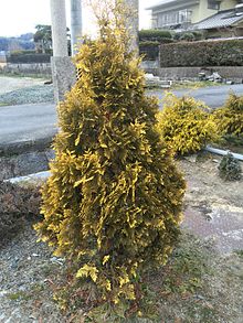 Thuja occidentalis cultivar 'EuropeGold' Thuja occidentalis 'EuropeGold'-201601-JAPAN.jpg
