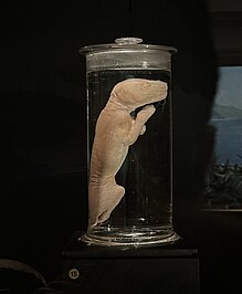 Thylacine - The Australian Museum