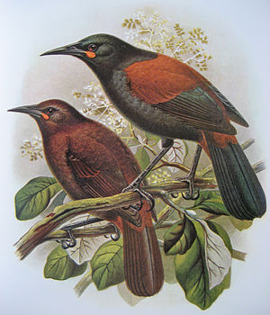 Philesturnus Apiz