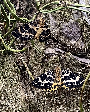 Tiger moths on tree trunk, Ritsurin Garden, Takamatsu, Shikoku, Japan