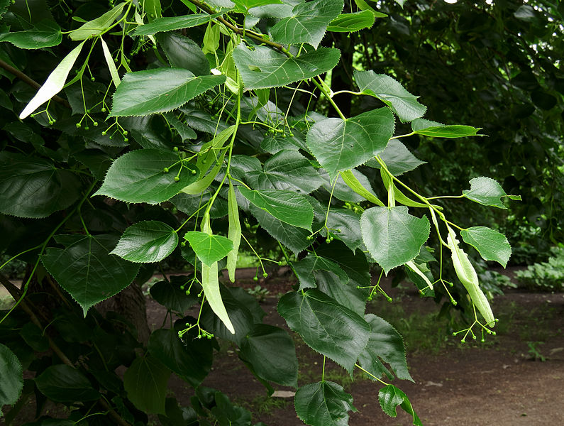 File:Tilia × euchlora Syrets2.JPG