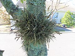 Tillandsia recurvata epiphyte IMG 1620.jpg