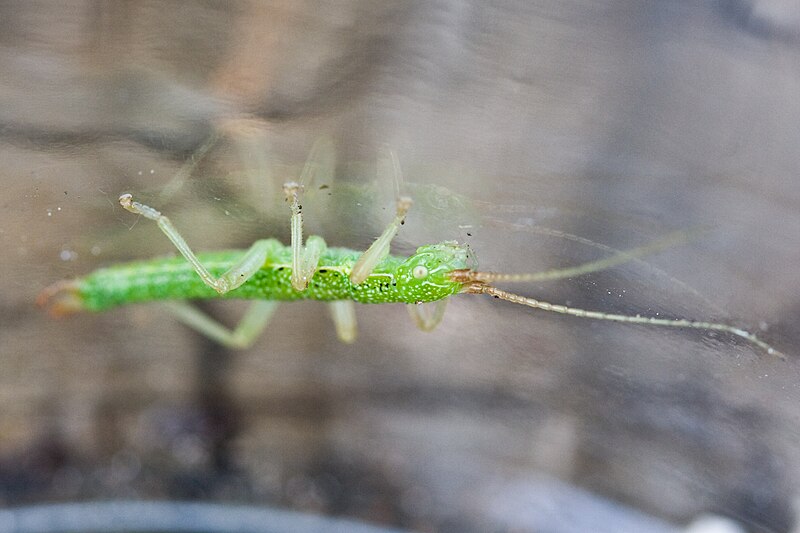 File:Timema californicum (Santa Lucia Range, California).jpg