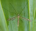 Vorschaubild für Tipula lateralis