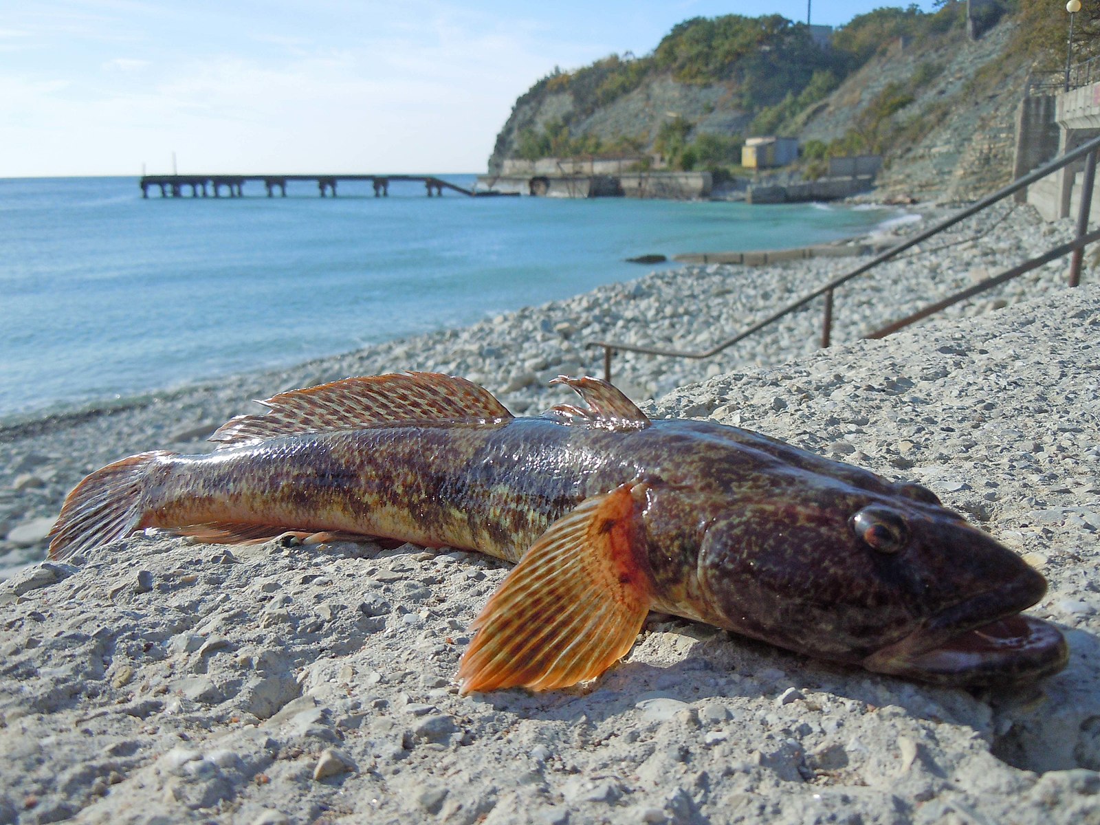 Бычки черного моря