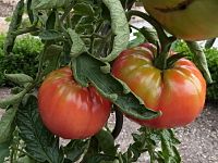 Tomato Silesian Raspberry P1020442.JPG