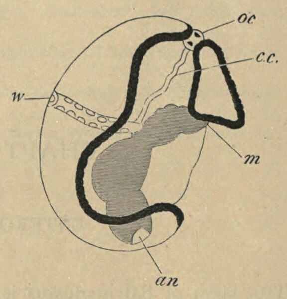 File:Tornaria early stage in the development embryo (01).jpg