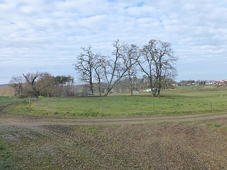 Tour 20.11 Schachtebich Gänseteich (2)