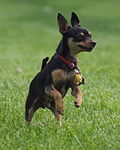 Thumbnail for Toy Manchester Terrier