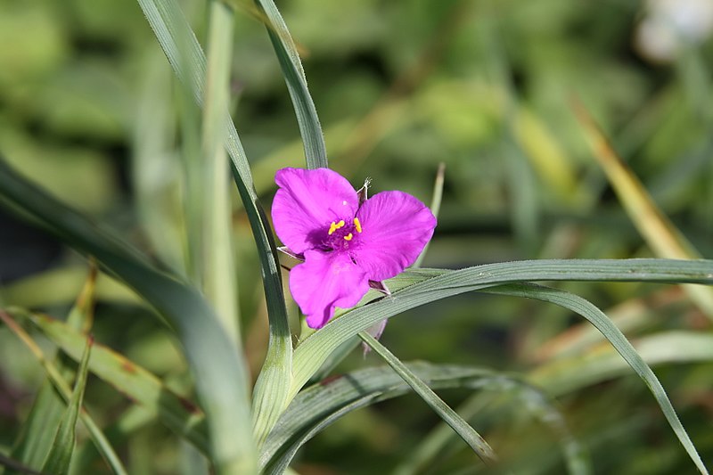 File:Tradescantia Concord Grape 0zz.jpg