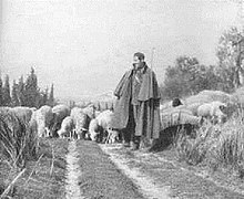 Transhumance sur une draille en basse Provence.jpg