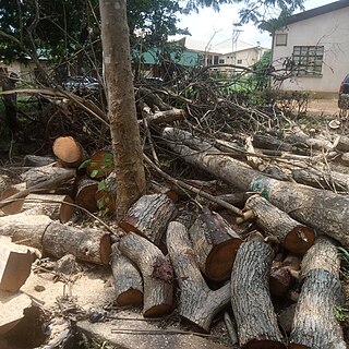 <span class="mw-page-title-main">Wood industry in Nigeria</span>
