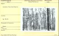 Tree damage from Southern pine beetle (93f39ddb8d064b26814edac2f7523eb6).tif