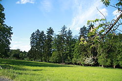 Trees near pond in Náměšťská obora in Kralice nad Oslavou, Třebíč District.JPG