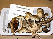 Tricholoma saponaceum (Foto: Jean-Pol Grandmont).
