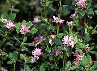 <i>Trifolium resupinatum</i> Species of legume