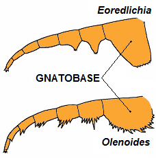 File:Trilobites gnatobases.TIF