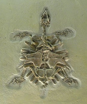 Descrizione dell'immagine Trionyx sp.  - Naturmuseum Senckenberg - DSC02215.JPG.