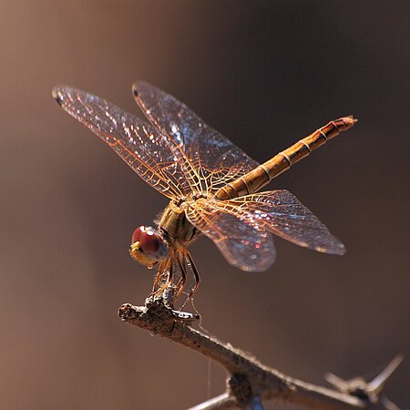 Tramea basilaris