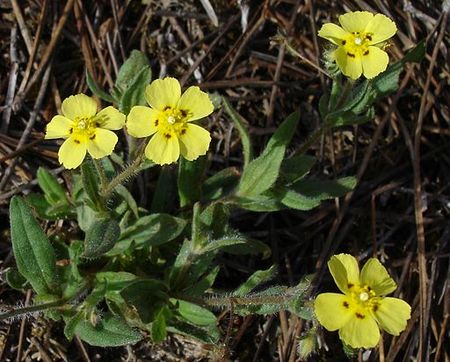 Tuberaria guttata01.jpg