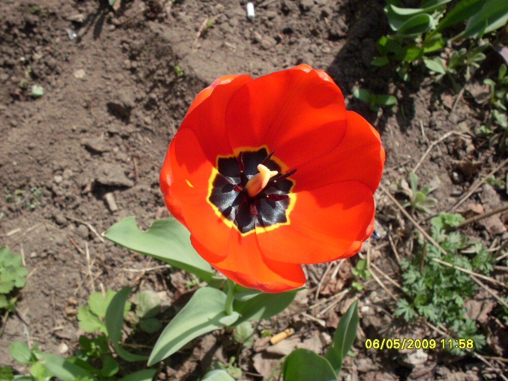 Tulip