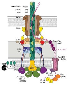 Type IVa pilus machine architectural model Type IVa pilus machine architectural model.pdf