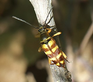 <i>Typocerus velutinus</i> Species of beetle