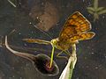 Tyrannopapilio ranunculiphagus - der Kaulquappenfressende Falter