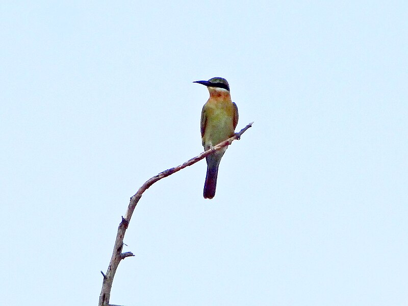 File:Uda Walawe National Park 2017-10-26 (7).jpg