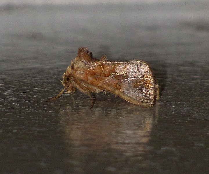 File:Unidentified moth 6566.jpg