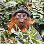 Thumbnail for Temminck's red colobus